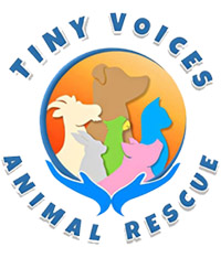 Animal Rescue